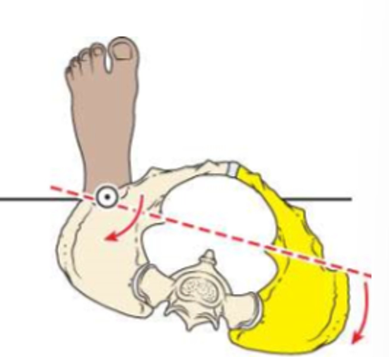 <p>ER of stance limb</p>
