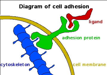 <p>Integral proteins can stick out and bind to specific protein molecules on adjacent cells or attach to the cytoskeleton. </p>