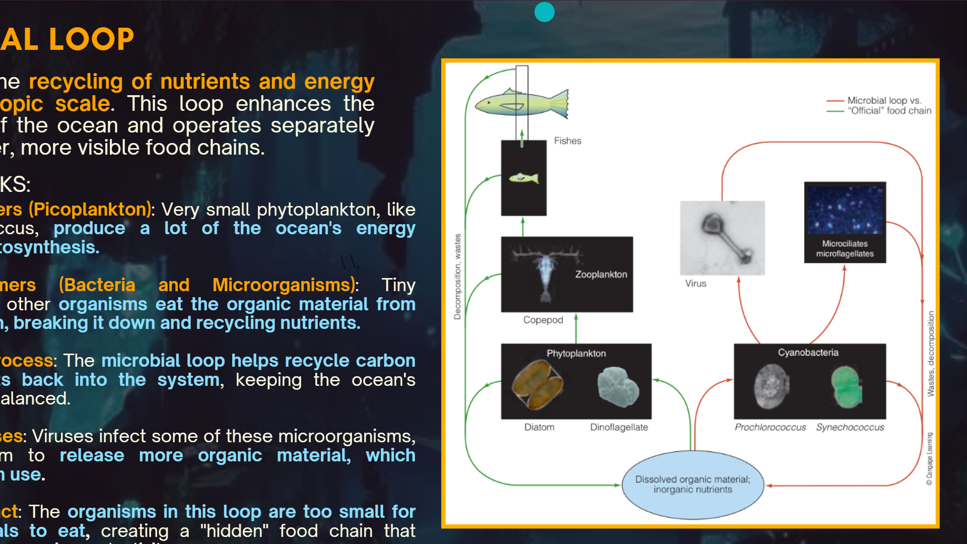 <p><span>It facilitates the <strong>recycling of nutrients and energy at a microscopic scale</strong>. This loop enhances the productivity of the ocean and operates separately from the larger, more visible food chains.</span></p><p></p>