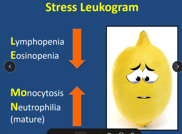 <p><span style="background-color: transparent;"><strong><span>Stress Leukogram</span></strong></span></p>