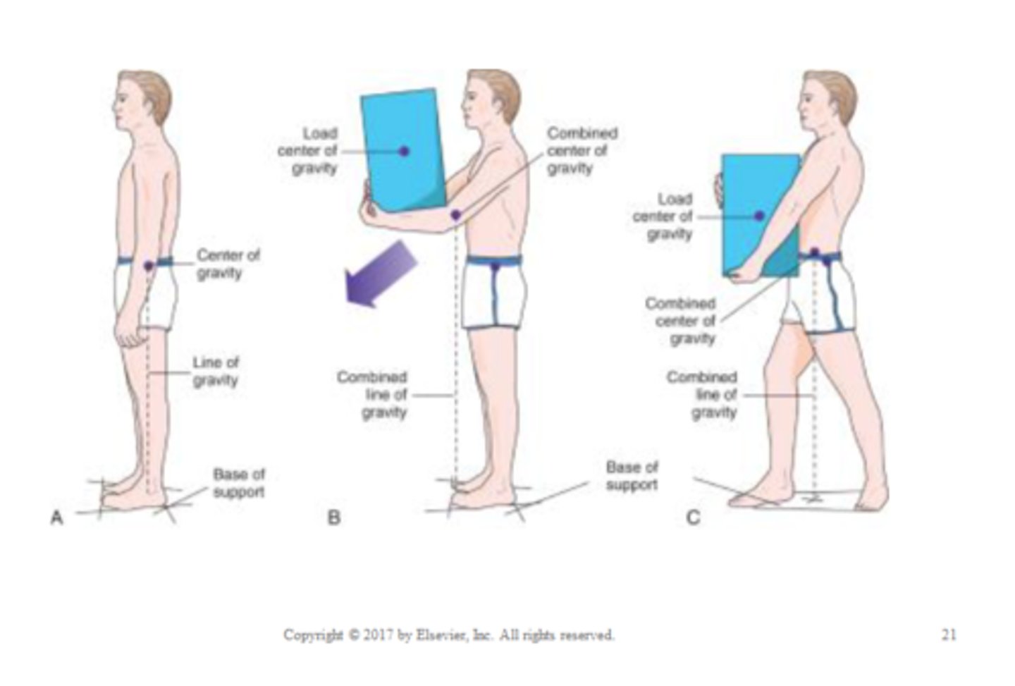<p>imaginary vertical line passing through the center of gravity</p><p>- the body is most stable when the line of gravity bisects the base of support</p>