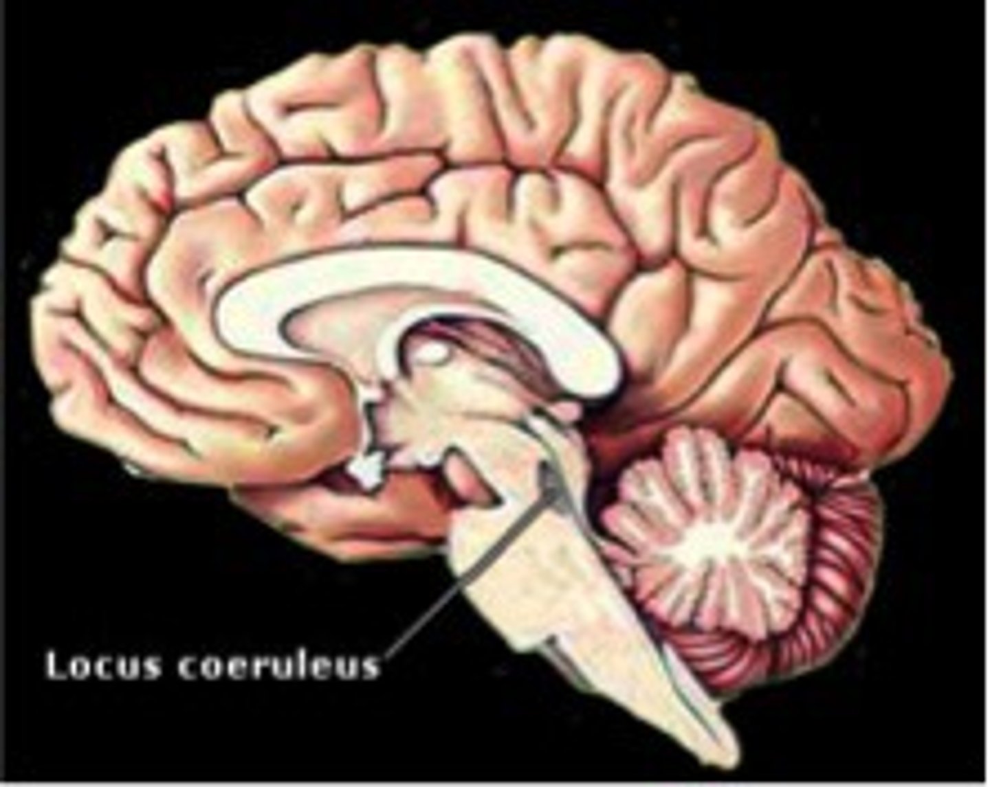 <p>Area of the brainstem that pertains to attention, focus, arousal (excitement), learning</p>