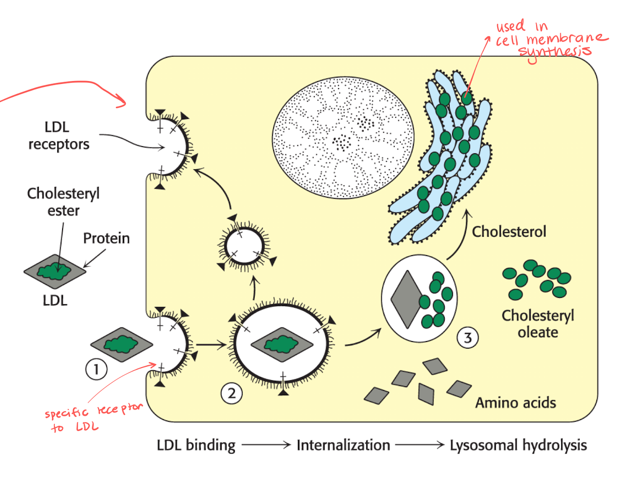 <ul><li><p>They work as the main cholesterol transporters.</p></li><li><p>There are specific LDL receptors that can be recycled, the numbers of these increases when the level of cholesterol is low. <br></p></li></ul><ol><li><p>Receptors will catch the LDL that carries cholesteryl ester in proteins.</p></li><li><p>The LDL is taken into the cell and the receptors are released and reused.</p></li><li><p>The protein inside of LDL is broken down into AA and the green part becomes cholesteryl oleate.</p></li><li><p> The green things turns into cholesterol and is used for membrane synthesis in the ER. </p></li></ol><p></p>