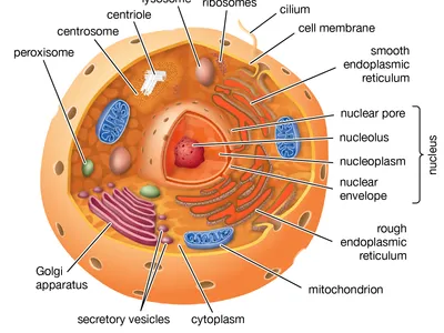 <p>Smooth Endoplasmic Reticulum (SER)</p>