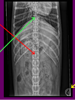 POSITIONING
•No rotation cranially evidenced by the spinous process of the cranial lumbar vertebrae being central in the vertebral bodies
ANATOMY
• Not all required anatomy is included
• CRANIAL Diaphragm
• CAUDAL Greater Trochanter
• VENTRAL Skin margins
• LATERALLY Skin Margins
LABELLING
• Correct marker
• Placed in appropriate location