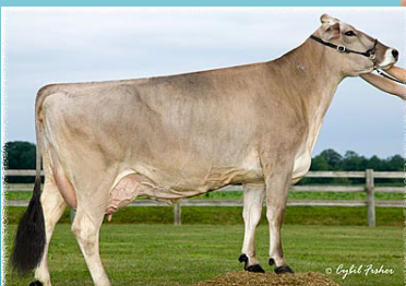 <p>What breed is this?</p>