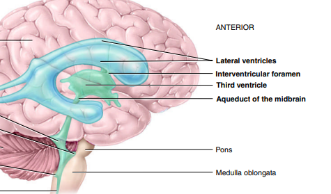 <p>2 narrow, oval openings that CSF from the lateral ventricles flows out through</p>