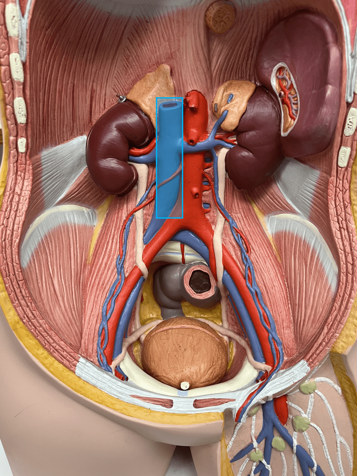 <p>• A vein of the abdomen.</p>
<p>• Drains its tributaries: the hepatic, suprarenal, renal, gonadal, lumbar, and common iliac veins.</p>
<p>• Empties into the right atrium of the heart.</p>
<p>• The largest vein in the body.</p>