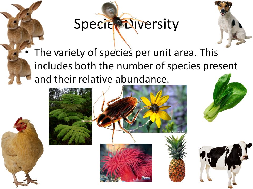 <p><span>Complexity of the community (# of species + # of how many is in each species)</span></p>