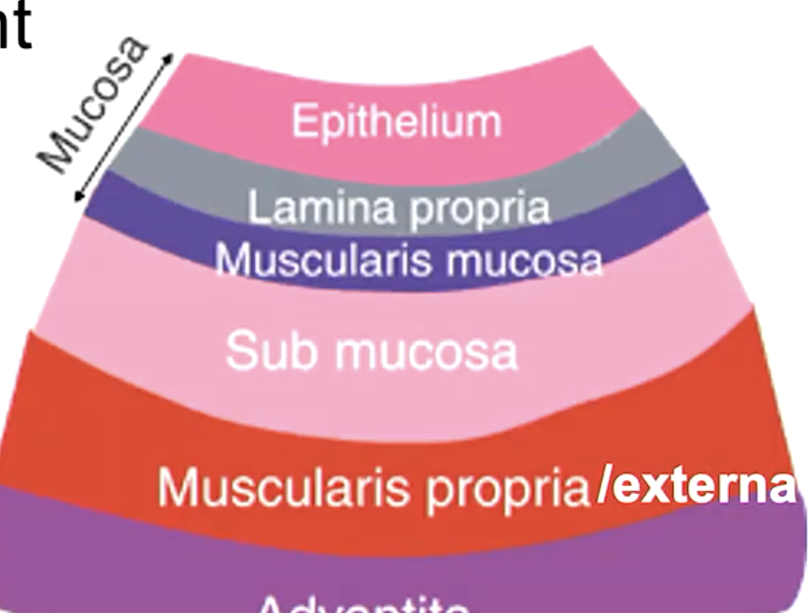 <p>epithelium<br>lamina propria</p>