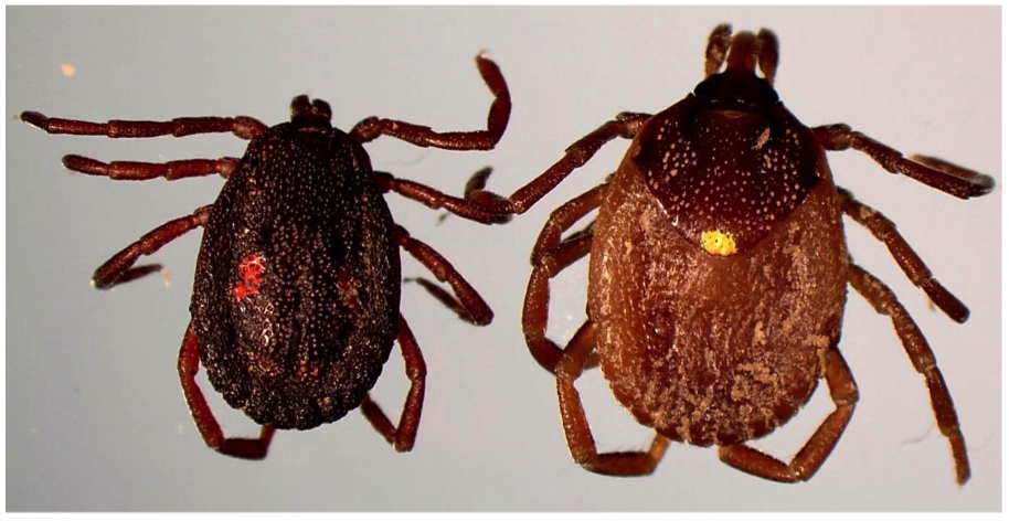 <p>THREE HOST TICKS</p><ul><li><p>Rectangular basis captuli</p></li><li><p>Ornate scutum</p></li><li><p>Festoons</p></li><li><p>Second segment of mouthparts are almost 2x as long as third segment</p></li></ul>