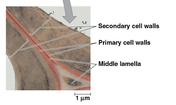<ol><li><p>middle lamella </p></li><li><p>primary cell walls </p></li><li><p>secondary cell walls </p></li></ol><p></p>