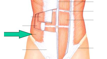 <p>compress abdomen</p>