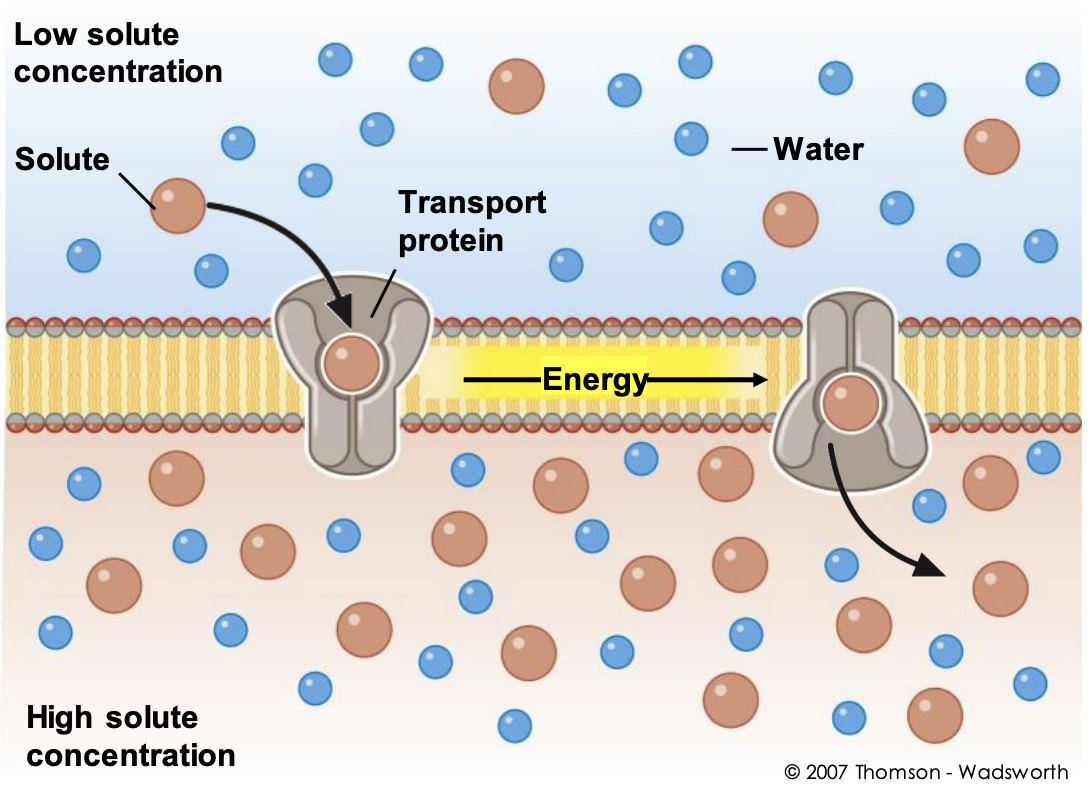 <p>carrier-mediated active transport</p><p>exocytosis &amp; endocytosis</p>