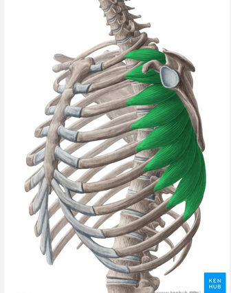 knowt flashcard image