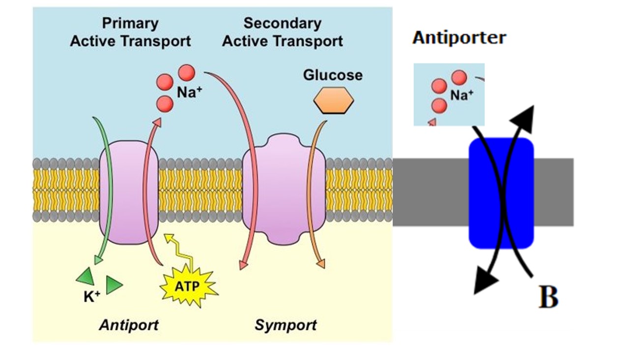 <p>-rely on preestablished gradient (from another pump) to move substances</p><p>-moves against gradient</p><p>-<u>symport</u> = move in same direction ↓↓</p><p>-<u>antiport</u> = move opposite direction ↓↑</p>