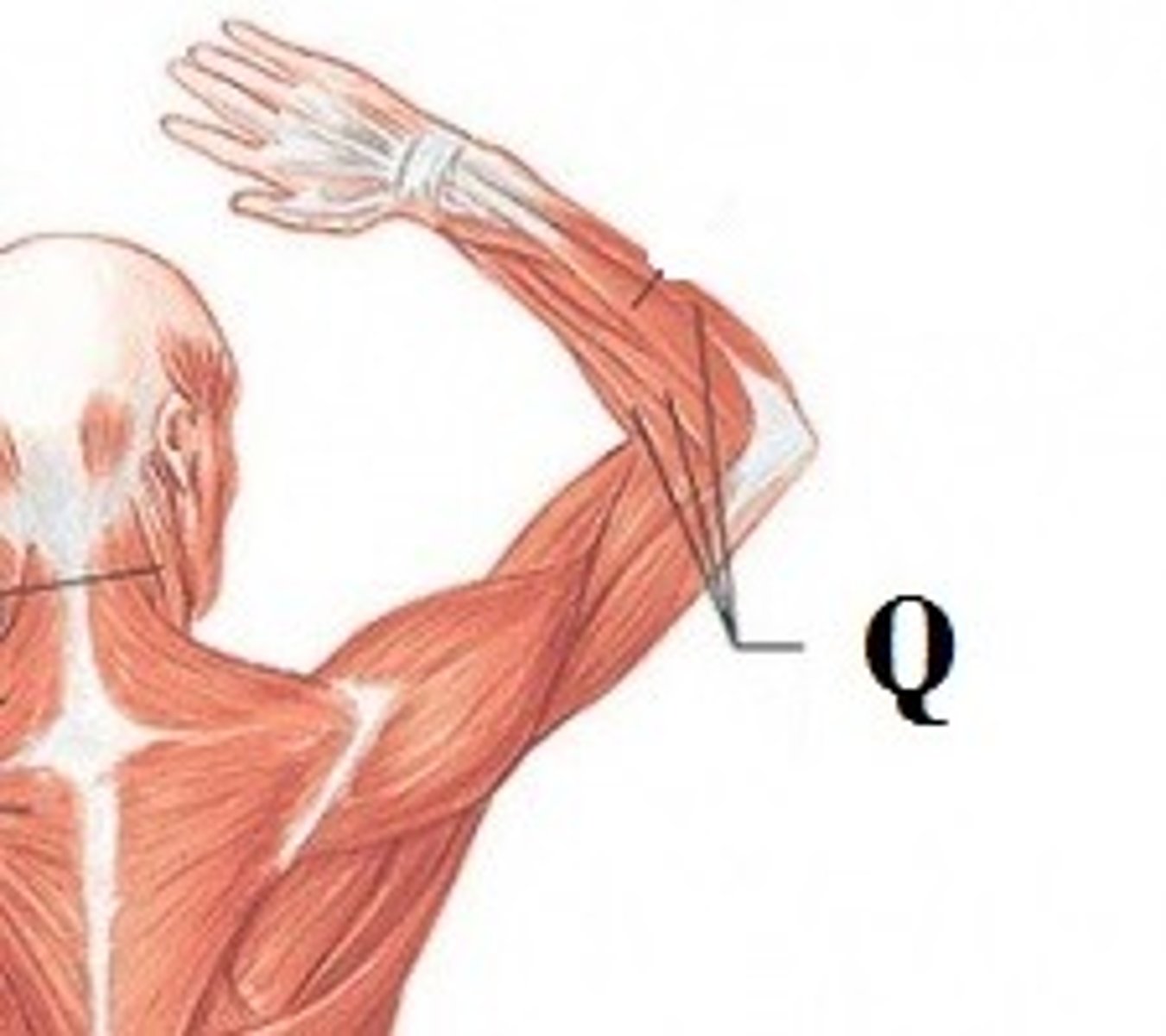 <p>DEFINITION</p><p>Extends the hand at the wrist</p>