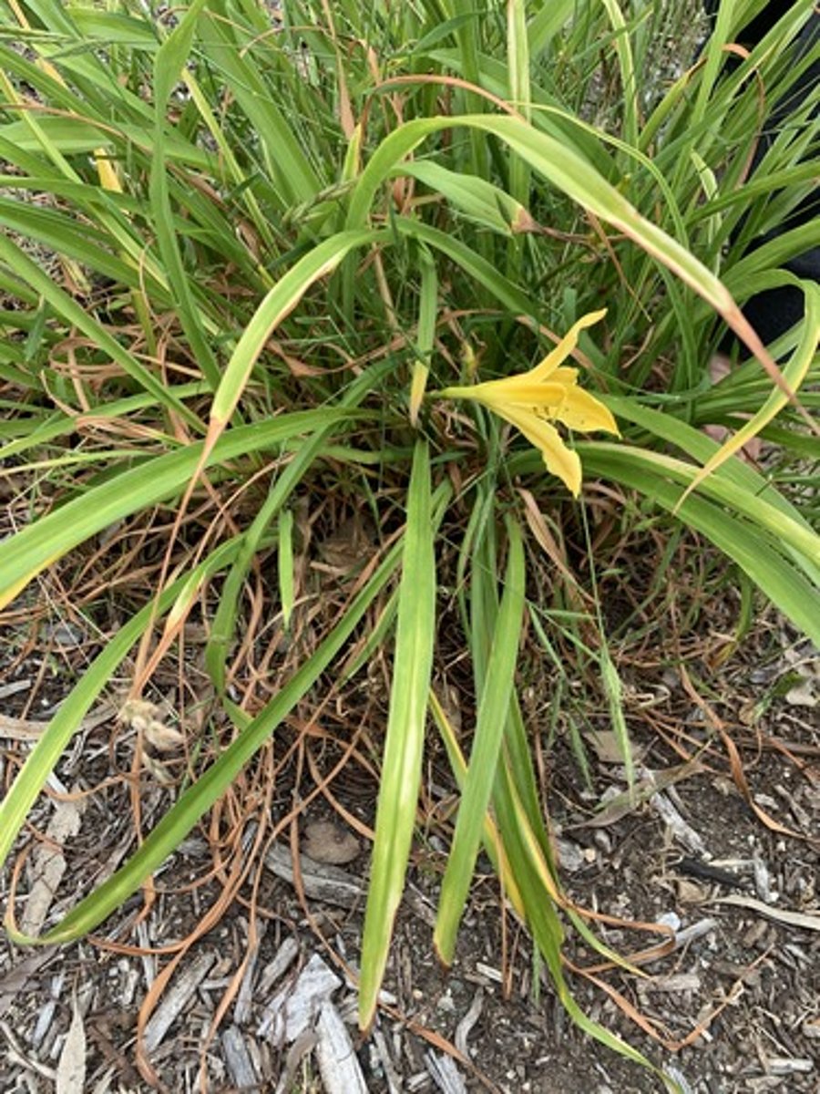 <p>flowers have about 5 petals different colored cultivars, Big mid vein feels like a papers edge, the blade has V or fusion at base then broadens to flat, slightly rubbery waxy feeling</p>