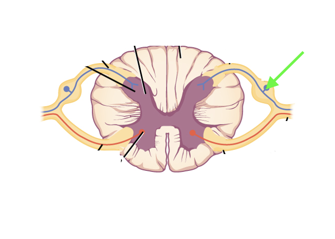<p>what spinal cord area is this?</p>