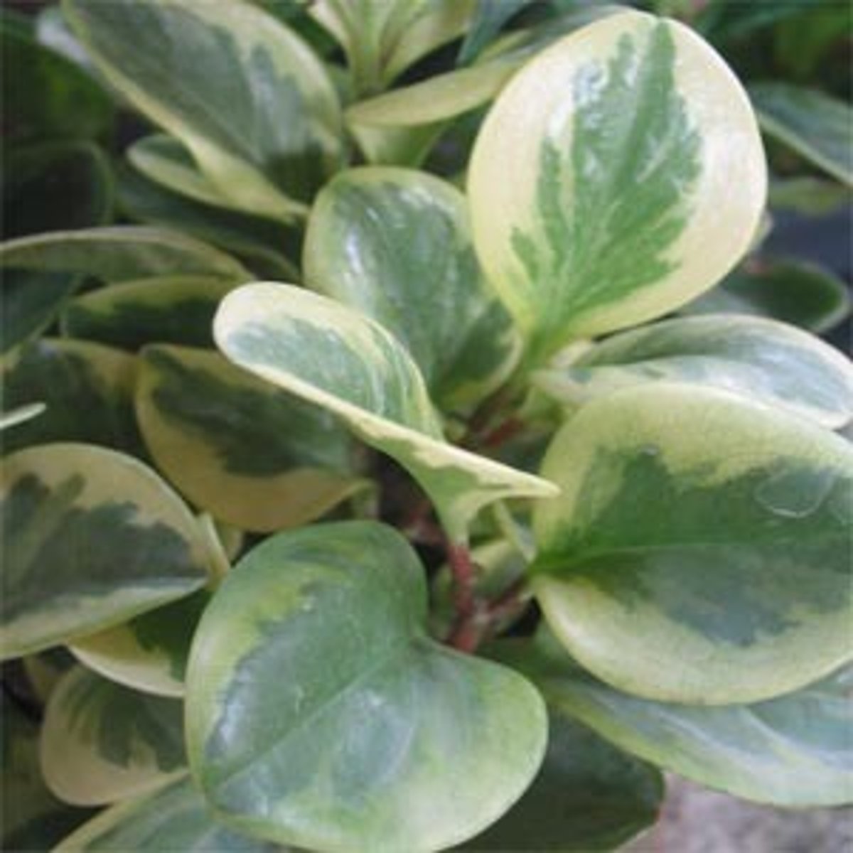 <p>1. Take a de-starched, variegated plant (some part of leaf does not have chlorophyll)</p><p>2. Leave plant under sunlight for 6 hours</p><p>3. Test leaf with iodine solution</p><p>4. Part that turn blue black contain chlorophyll as starch is produced</p><p>5. The white parts contain no chlorophyll, so no photosynthesis occurs there thus no starch is produced</p>