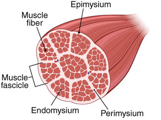 <p>connective tissue around a bundle of muscle fibers</p>