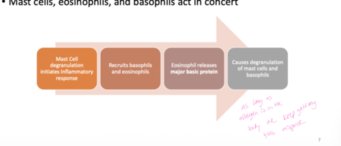 <p>A: Eosinophils release major basic protein, which contributes to tissue damage and inflammation.</p>