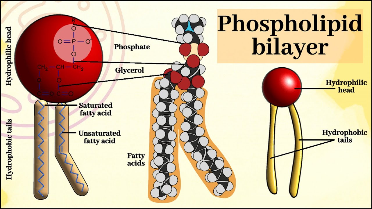 <p>Structure: have a section that is hydrophobic (the fatty acids, the tail) and a section that is hydrophilic (the phosphate group and the glycerol, the head)</p><p>Therefore, <u>amphipathic</u>, although the hydrophobic part has more effect as the tails are longer in comparison to the head</p>