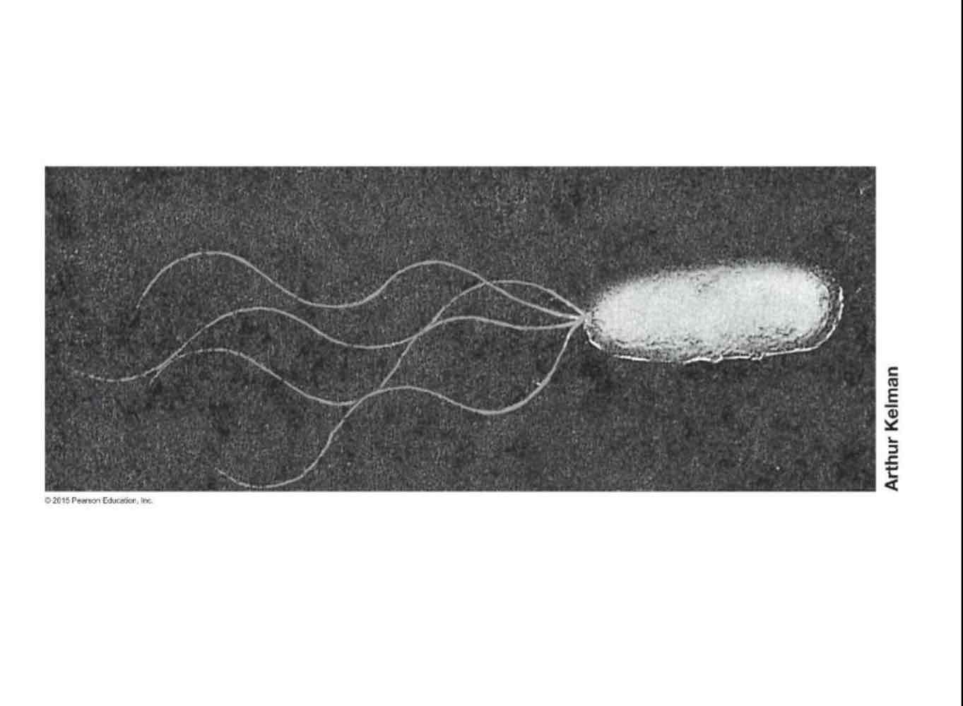 <p><em>Pseudomonas aeruginosa</em> is described by:</p><ul><li><p>Gram-negative.</p></li><li><p>Rod-shaped.</p></li><li><p>Motile and polar flagella.</p></li><li><p>No sugar fermentation.</p></li><li><p>Opportunistic pathogen, causing respiratory tract infections in cystic fibrosis patients.</p></li></ul>