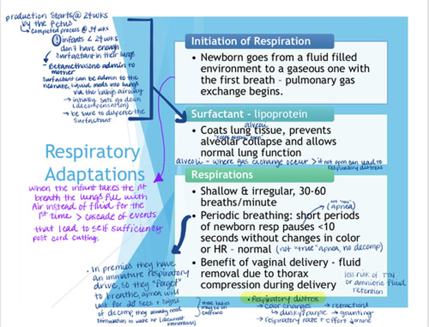 <p>- Respirations are initiated when the infant's lungs fill with air for the first time instead of fluid. Once the cord is clamped it becomes necessary for the infant to become self-sufficient because the mother is not supplying oxygen and nutrients anymore.<br>___________________________________________<br>- Surfactant is a lipoprotein that starts to be produced at 24 weeks of gestation and completes production at 34 weeks. This is why HCP are especially concerned about premies who are less than 24 weeks because their lungs are not fully developed &amp; they don't have enough surfactant to keep their alveoli (where gas exchange occurs) open outside of the uterus. <br>_____________________________________<br>- It is thought that vaginal delivery is better than c-section because the extra "squeeze" infants get coming out of the birth canal allows for more of the amniotic fluid to come out of the lungs leading to a ⬇ risk for TTN in newborns.<br>________________________________________<br>- NV RR = 30 - 60, shallow &amp; irregular w/ periods of apnea. These periods of apnea can be described as "pauses" because they last &lt;10 secs &amp; don't have HR changes or color changes<br>- Real apnea which is mostly seen with premies is accompanied by HR changes and color changes and last for 20+ secs with signs of decomp<br>___________________________________________<br>- During premature labor mothers can receive betamethasone to help speed up the dvlpmt of the lungs if &lt;34 wks <br>______________________________________________<br>- Outside of the uterus premies can also receive surfactant directly into their lungs in a liquid form, you should make sure the med is dispersed, intially you will see sats go down and s/s of decomp <br>_______________________________________________<br>Respiratory distress = color changes (dusky/purple), grunting, retractions, ⬇ RR/effort or no RR at all</p>