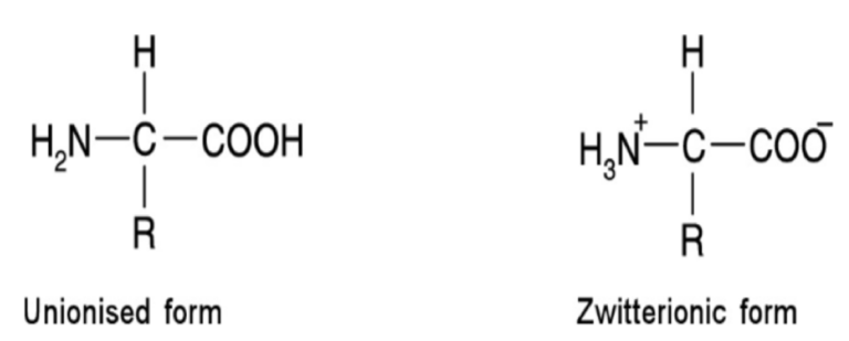 <ul><li><p>Molecules that posses both +ve and -ve charges, so have an overall neutral charge</p></li><li><p>Amino acids in a neutral pH solution exist predominantly as dipolar ions (zwitterions)</p></li><li><p>Can exist as either unionised or zwitterionic</p></li></ul><img src="blob:null/70348c91-a985-462f-baf6-67a1875ede8b"><p></p>