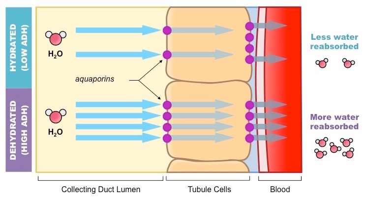 <ul><li><p>insertion of pre-formed water channels (aquaporins) into the luminal membrane of principal cells in the renal collecting ducts</p><p>→ makes the luminal membrane permeable to water</p><p>→ water moves out of the renal tubular fluid (hypo-osmotic) down its osmotic gradient into the hyperosmotic renal interstitium</p></li></ul><p></p>