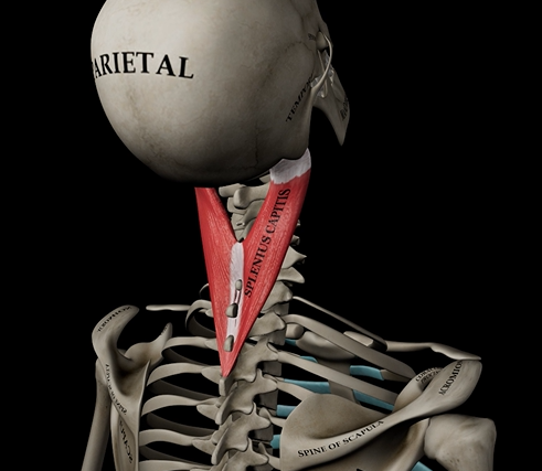 <p>Function: extension of head &amp; neck</p><p>Origin: C7-T3 vertebrae</p><p>Insertion: mastoid process of temporal bone</p>