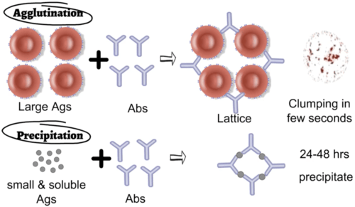 <p>in both reactions, one antigen is interlinked by several antibodies to form insoluble aggregates that settle out in solution</p>