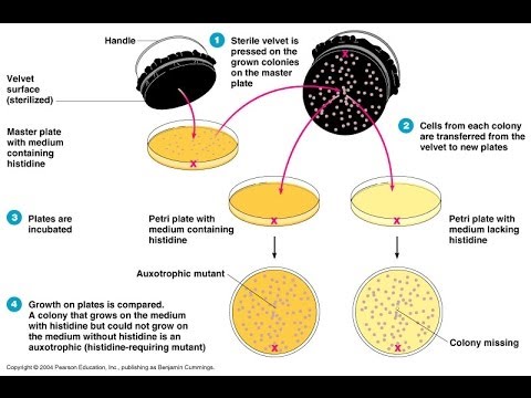 elveteen is utilized in the replica plating of yeast cells. The velveteen's texture allows the cells to be copied to a new plate exactly without morphing the appearance or location of a colony.
