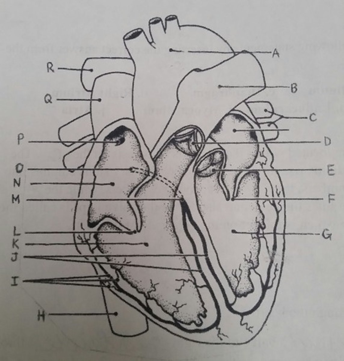 <p>D, E (semilunar valves)</p>