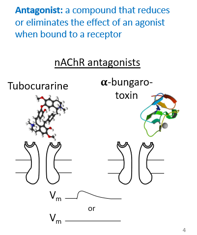 <p>A compound that reduces or eliminates the effect of an agonist when  bound to a receptor</p>