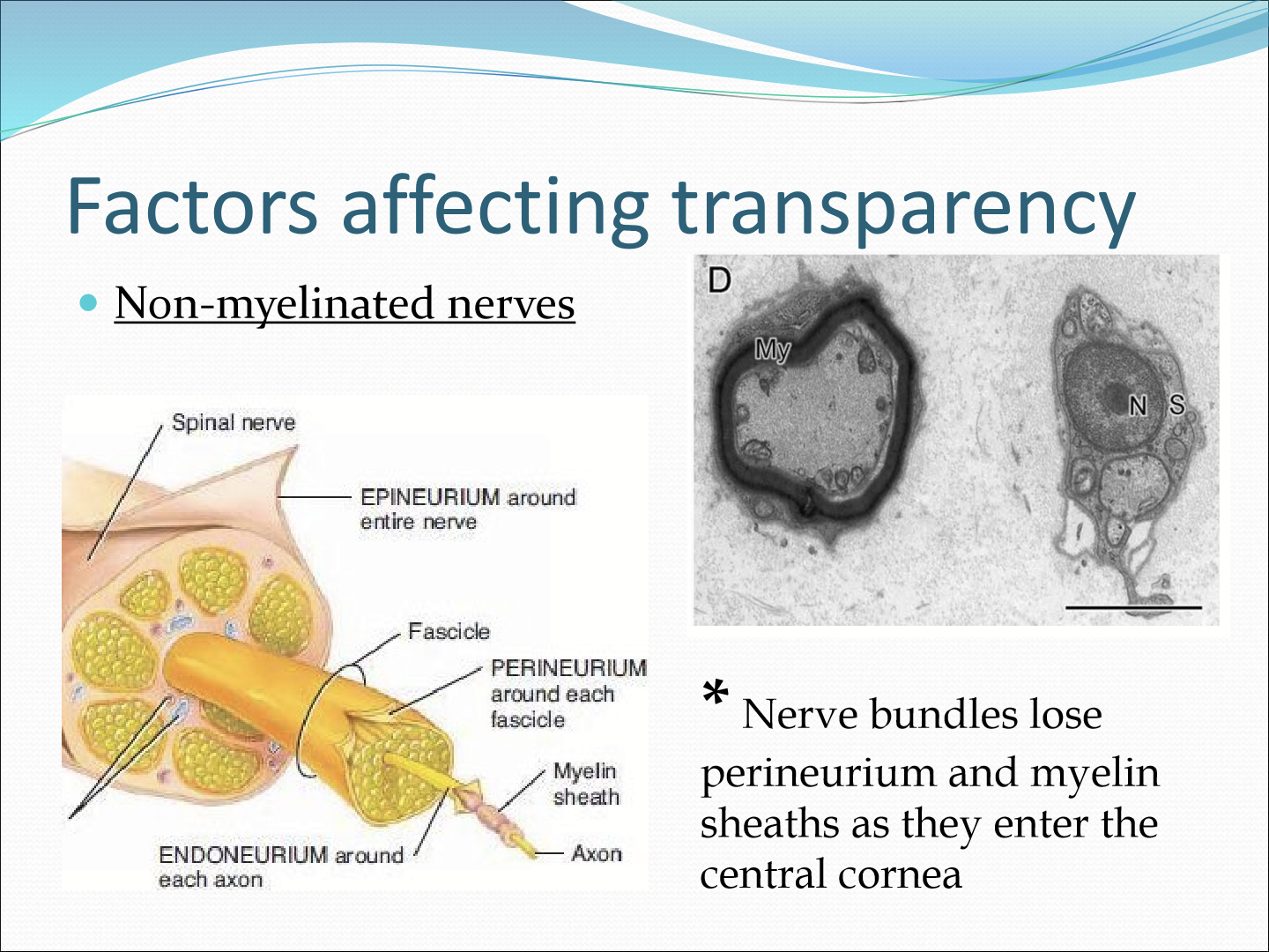 <p>They lose their perineurium and myelin </p>