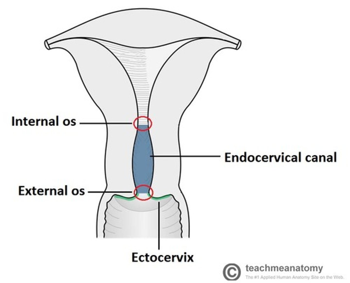 <p>external os to internal os - where the uterine cavity begins</p>
