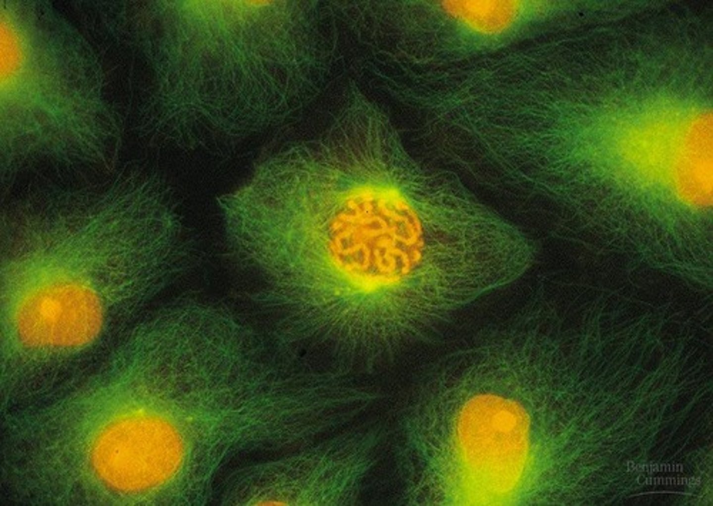 <p>First stage of mitosis; chromosomes condense, centrosomes begin to separate, cell starts to build the mitotic spindle</p>