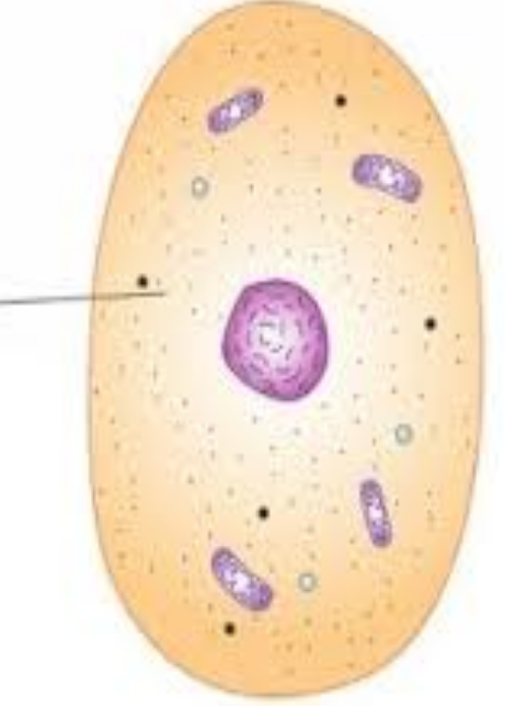 <p>What is this?</p>