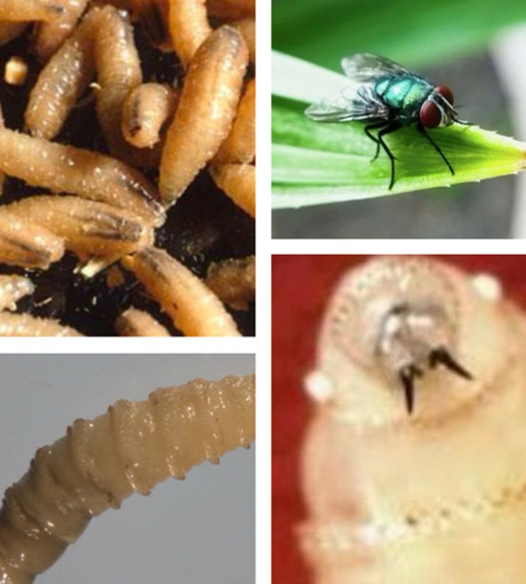 <p>What is this, called Cochliomyia homnivorax?</p>