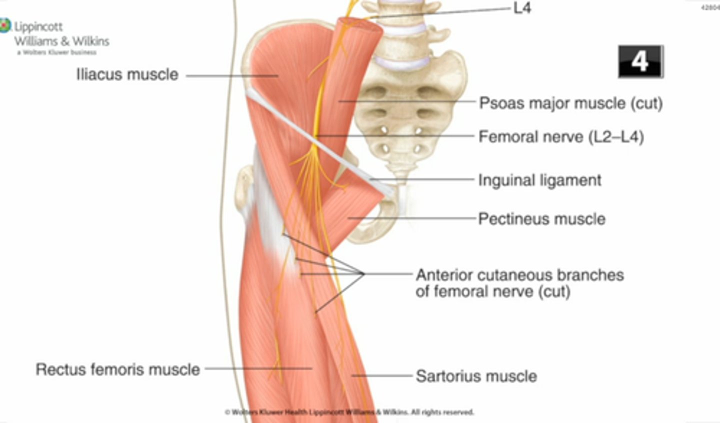 <p>iliopsoas (psoas minor, psoas major, iliacus) rectus femoris, tensor fasciae latae, sartorius</p>