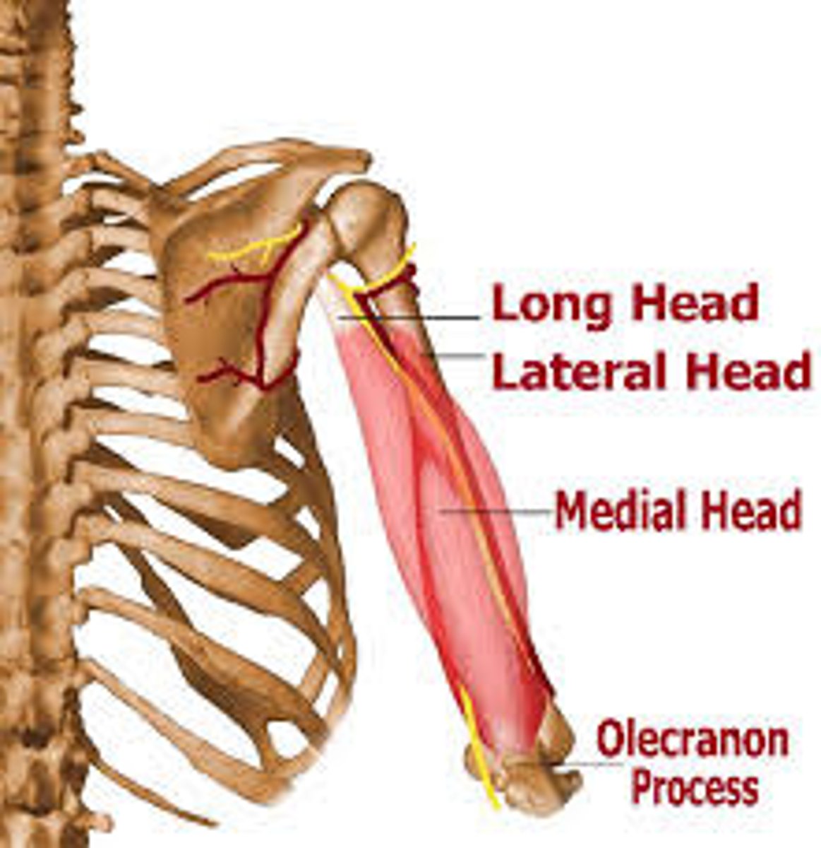 <p>-Extends forearm</p><p>-Radial n. (C5 - T1)</p><p>-Long, medial, and lateral heads</p>