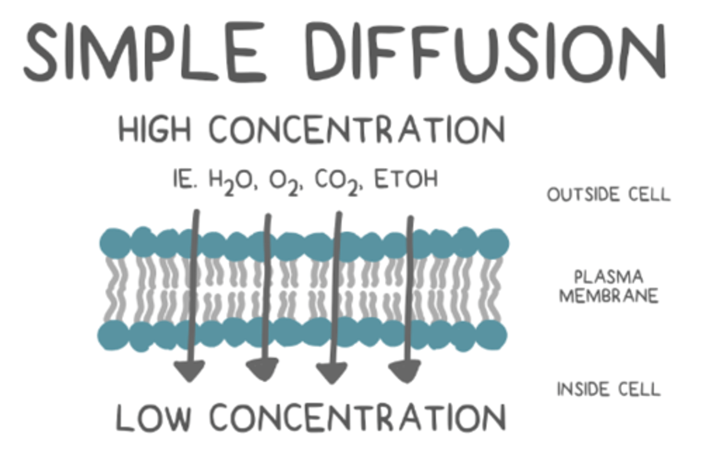 <p>passive movement of dissolved substances due to concentration gradient</p>