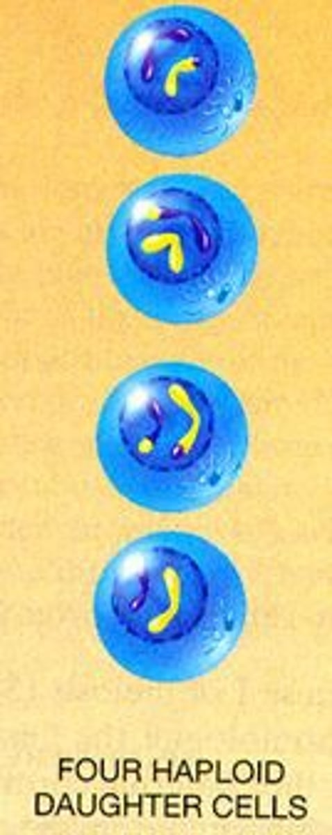 <p>The cells divide forming into haploid gametes, 4 sperm or 1 egg cell. (Remember, 3 egg cells die off.)</p><p>So 4 haploid daughter cells formed from the original diploid cell when it entered Meiosis.</p><p>1 diploid cell → Meiosis → 4 haploid daughter cells (gametes)</p>