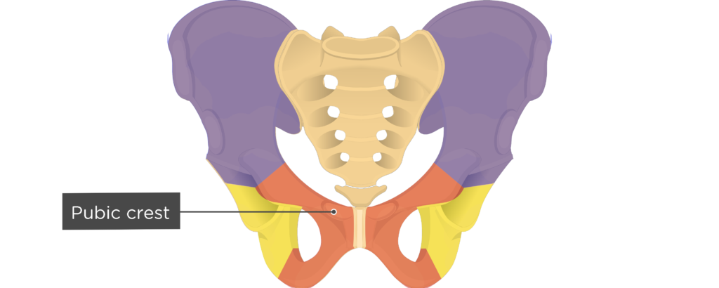 <p>The medial anterior portion of the pelvis</p>
