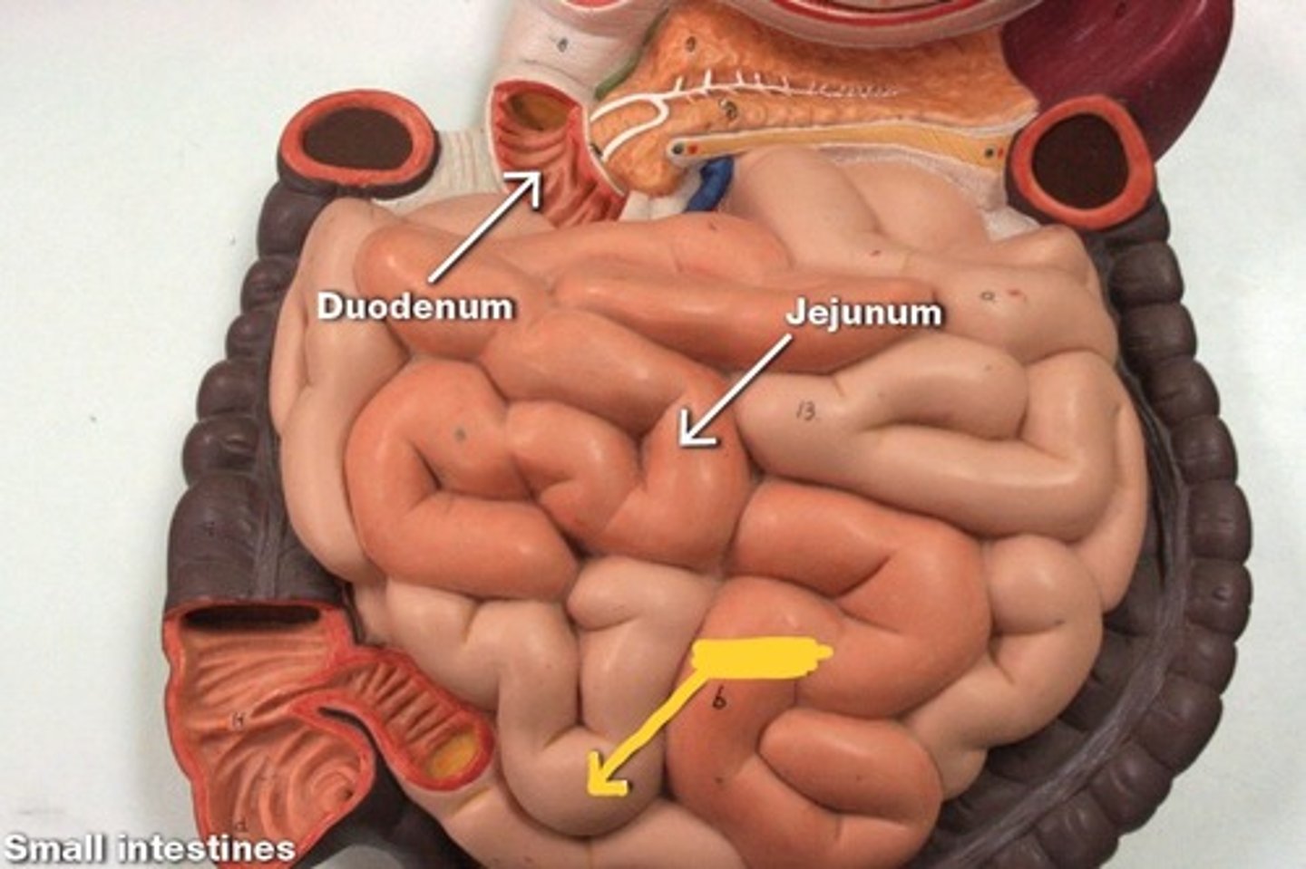 knowt flashcard image