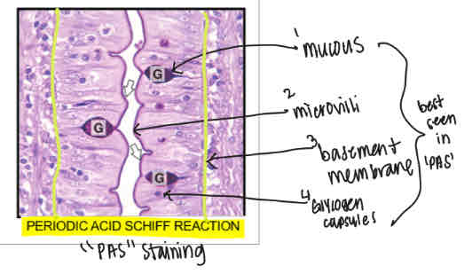 <p>Shows <strong>mucous, microvilli, basement membrane </strong>and <strong>glycogen molecules</strong></p>