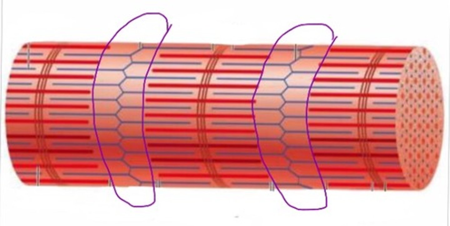 <p>Contains only actin(thin filaments)</p>