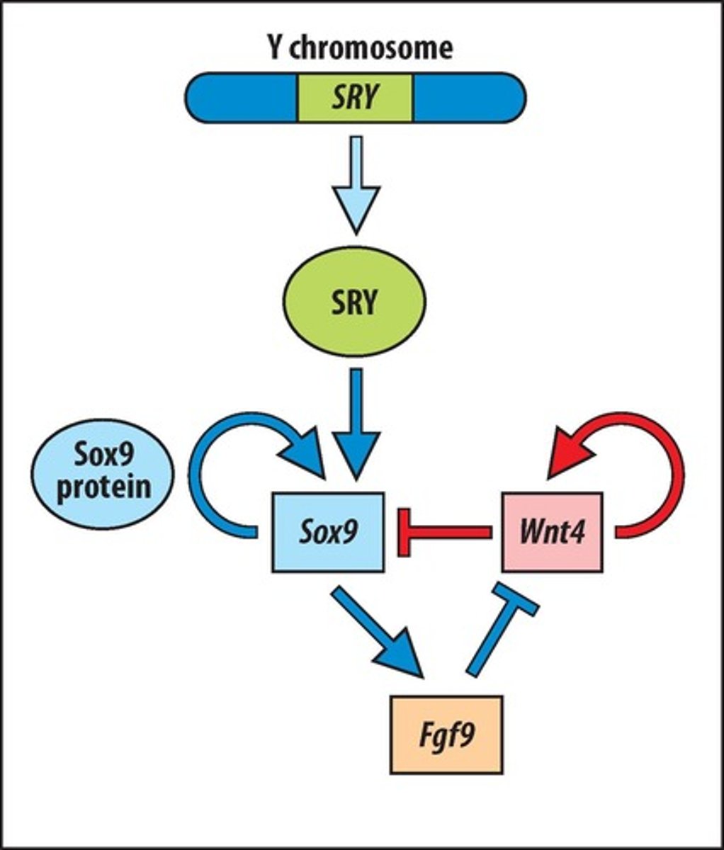 <p>Gene induced by SRY for male development.</p>